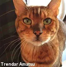 A cat is sitting on the chair and looking at the camera.