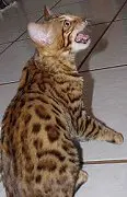 A cat standing on its hind legs and looking up.