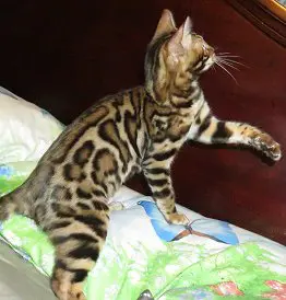 A cat that is standing on the bed