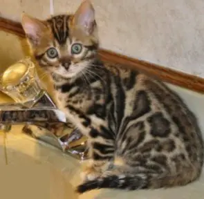 A cat sitting on top of a sink.