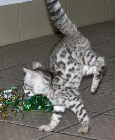 A cat is playing with some confetti on the floor