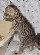 A cat standing on its hind legs near a table.