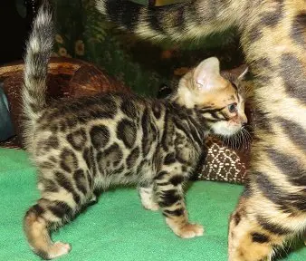 A cat is standing next to another cat.