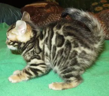 A cat that is sitting on the ground.