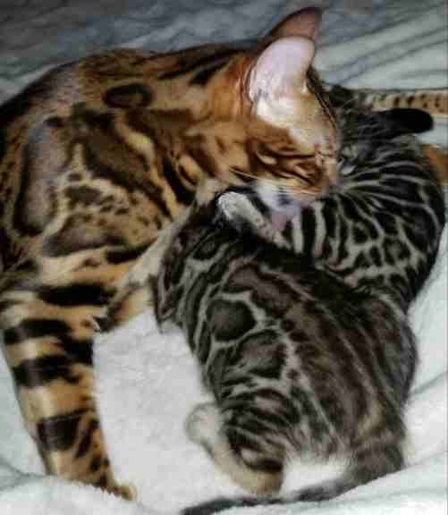 Two cats sleeping together on a bed.