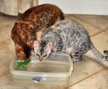 Two cats playing with a toy lizard in an enclosure.