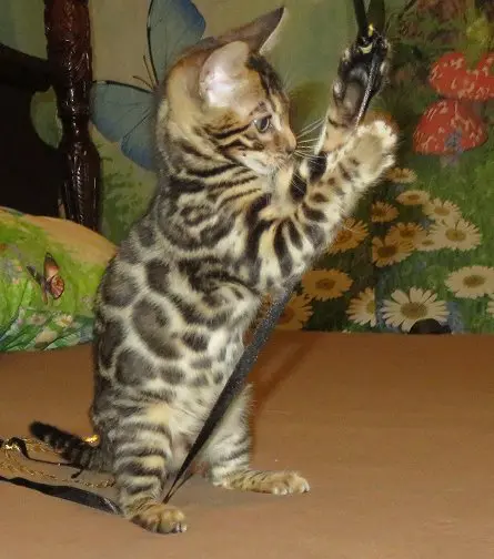 A cat standing on its hind legs and reaching up to catch something.