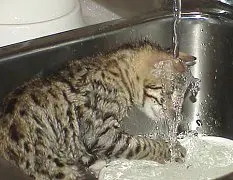 A cat laying in the sink of a bathroom.