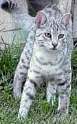 A cat standing in the grass looking at the camera.