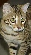 A cat with green eyes sitting on top of a floor.