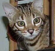 A cat with green eyes looking out of the window.