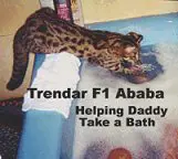 A cat laying on top of a bath tub.