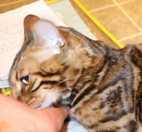 A cat is being fed by someone.