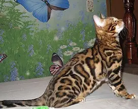 A cat is sitting on the bed and looking up.