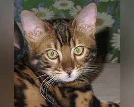 A cat with green eyes sitting on the ground.