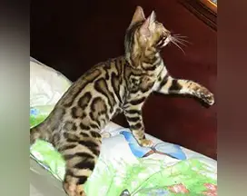 A cat that is sitting on top of a bed.