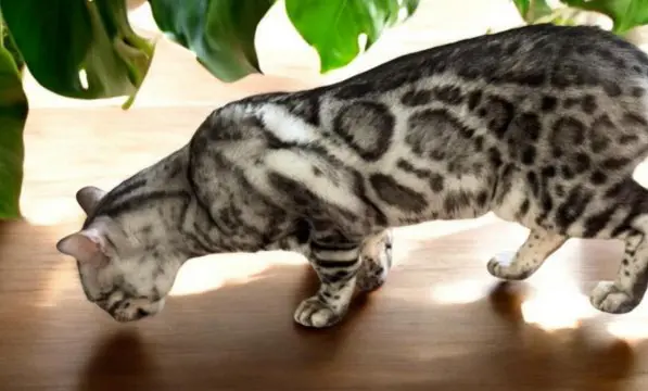 A cat is standing on the floor near a plant.