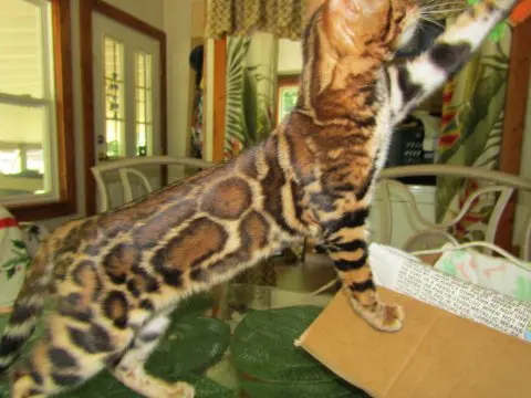 A cat is standing on the table looking at a box.