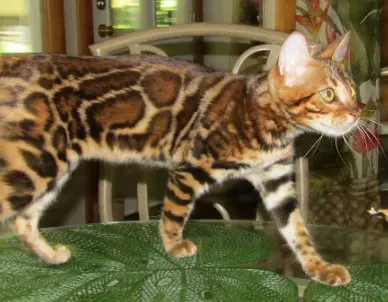 A cat walking on top of a leaf.