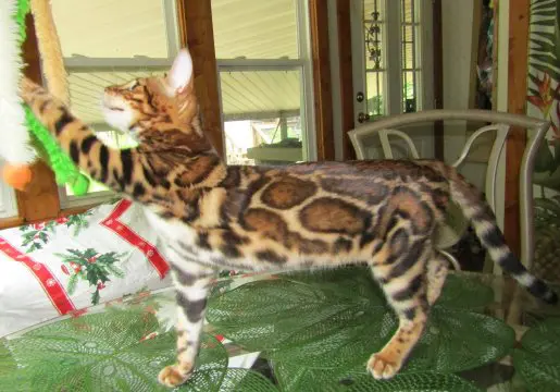 A cat that is standing on some leaves