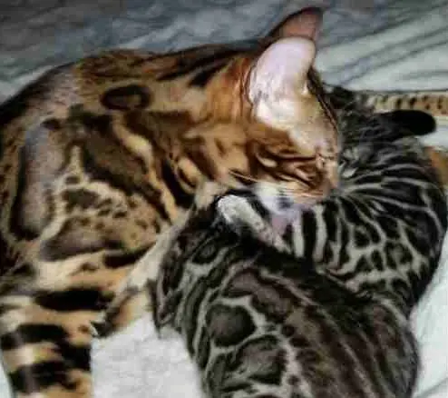 Two cats sleeping on a bed together.