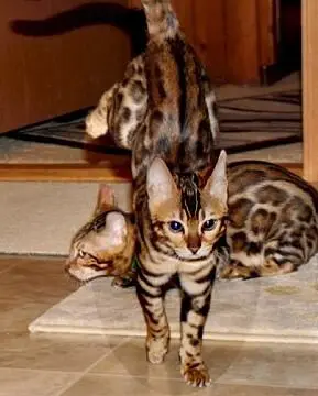 Two cats are standing on the floor together.