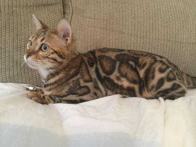 A cat is laying on the couch looking at something.