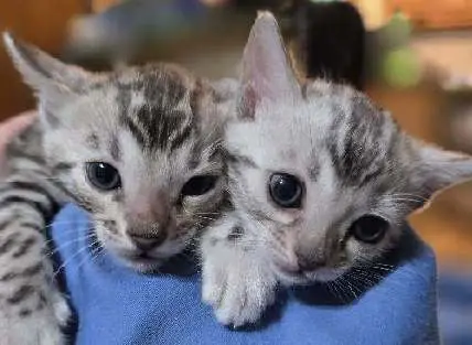 Two kittens are sitting on a person 's shoulder.