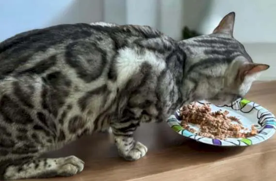 A cat is eating food from a plate.