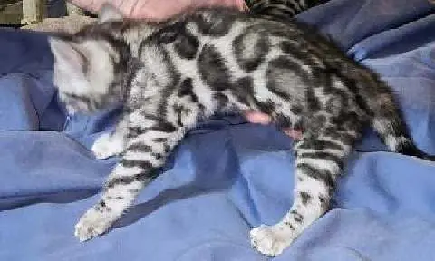 A black and white cat is laying on the bed