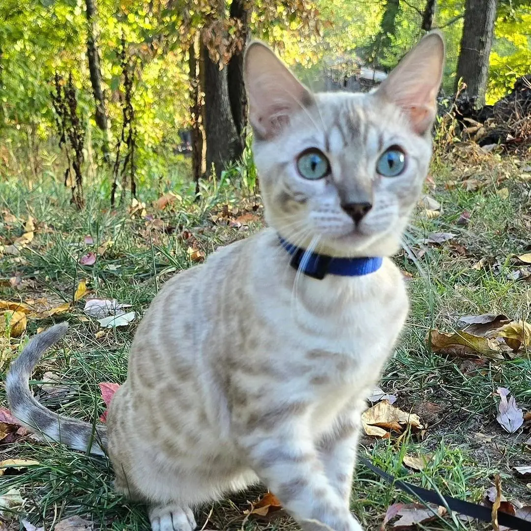 A cat sitting in the grass with trees and leaves behind it.