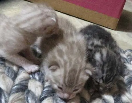 Two kittens are laying on a blanket.