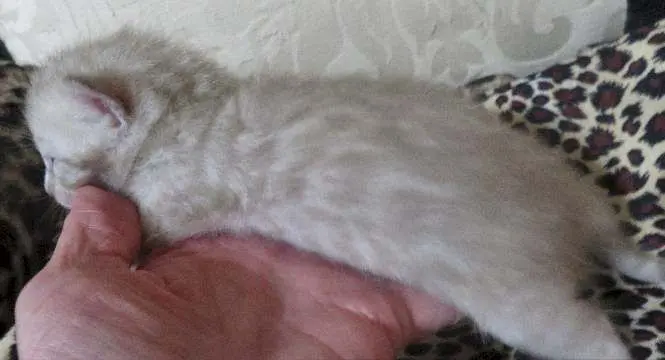 A cat laying on top of a bed next to a blanket.