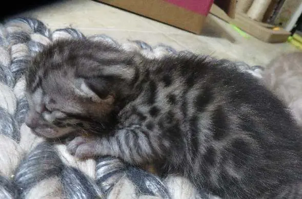 A cat is laying on the floor and sleeping.