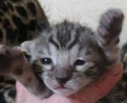 A close up of a cat in someone 's hand