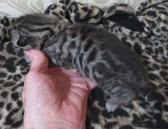 A person holding onto the hand of a cat