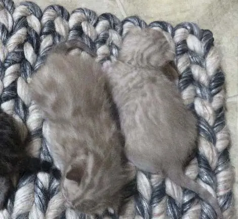 Two kittens are curled up on a blanket.