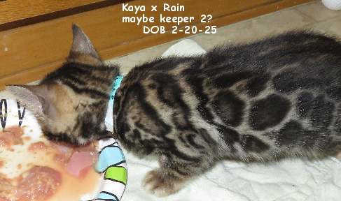 Img_6076 teal girl Bengal kitten