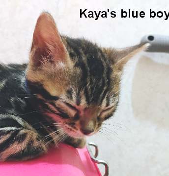 aablf250410_203547080_AE~2 Sleeping kitten on a pink surface.