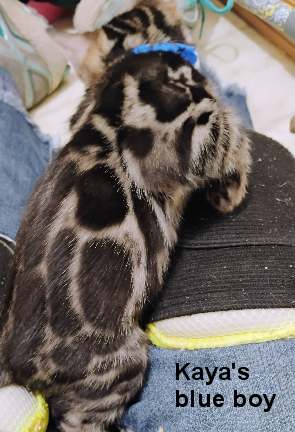 aabluer04_AE~2 Bengal kitten with blue collar, patterned fur.
