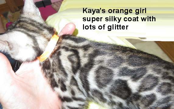 aaol_6119 Tabby kitten with a shiny, silky coat.