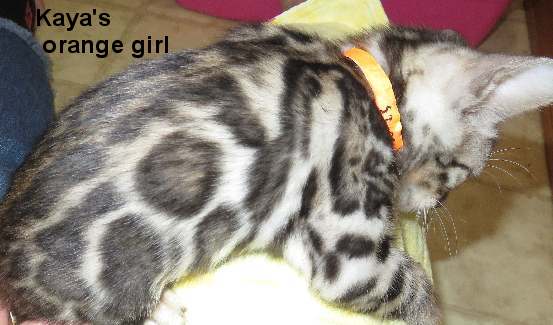 aaora_6123 Bengal kitten with orange collar sleeping.