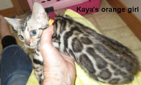 aaorfG_6120 Bengal kitten with distinctive spotted fur.