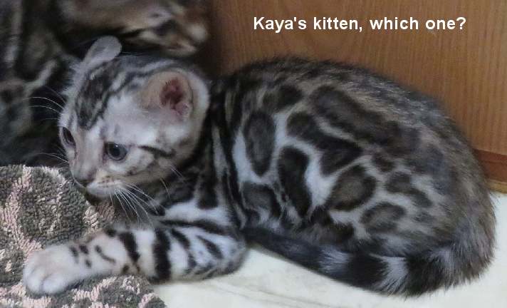 aapretty38 Kitten with patterned fur lying down.