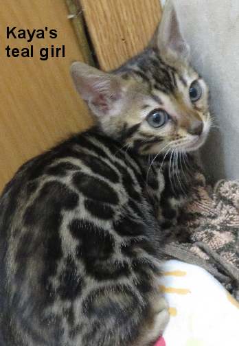 aateal6101 Brown spotted kitten by a door.