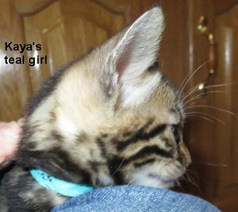 aatf_6113 Tabby kitten with a teal collar.