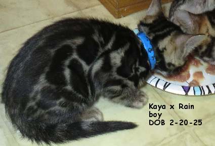 boyr5 bengal kittes for sale