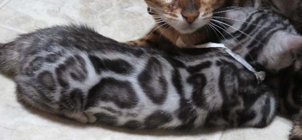 sa_6164 Bengal cat with kittens on tiled floor.