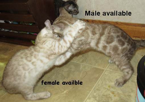 2snowup47 Two playful kittens, labeled male and female.