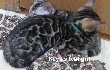 aateal_6137 Sleeping kittens on patterned blanket.